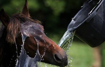 کاهش دمای بدن اسب مسابقه