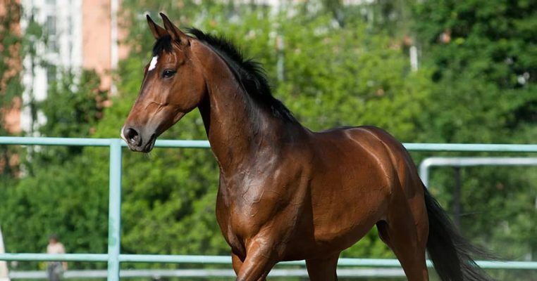 مکمل یال و دم فست کوک