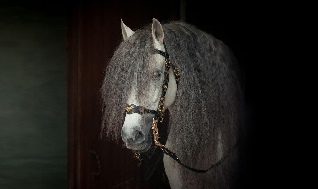 رشد و کیفیت یال و دم اسب