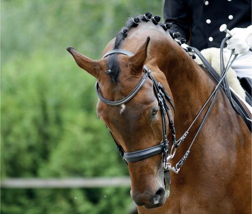 متیل سولفونیل متان (MSM) در اسب‌های پرشی