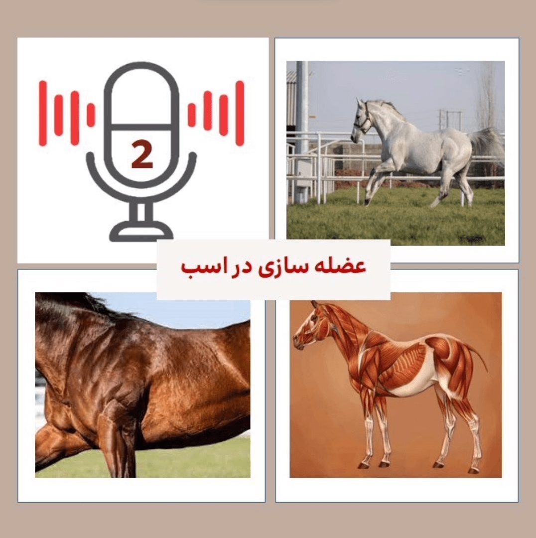 اولین اپیزود پادکست فست‌کوک، پادکست تخصصی در زمینه تغذیه اسب، با موضوع عوامل تاثیرگذار در عضله‌سازی اسب