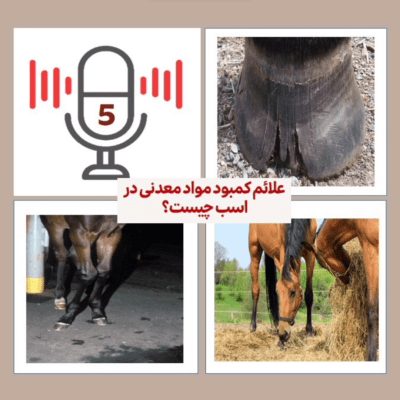 اپیزود 5 پادکست فست‌کوک، پادکست تخصصی در زمینه تغذیه اسب، با موضوع علائم کمبود مواد معدنی در اسب