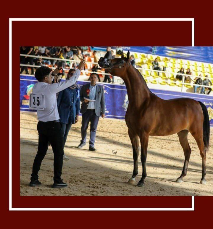 به پایان رسیدن مسابقات زیبایی اسب عرب ایران با افتخارآفرینی مشتریان فست‌کوک (پریما، چیا استار، چترا، سلطان جمیل)