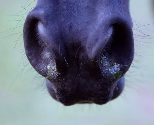 Grazing reflux علایم اتساع مری