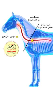 محل وقوع بیماری مگامری در اسب سایت فست کوک