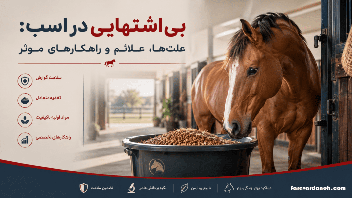 بی‌اشتهایی اسب را بشناسید؛ علت غذا نخوردن اسب، کاهش اشتهای اسب و راهکار افزایش اشتهای اسب همراه با درمان بی‌اشتهایی اسب و مدیریت اسب بدغذا.