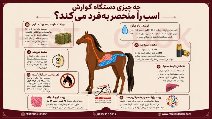 نکات دستگاه گوارش اسب